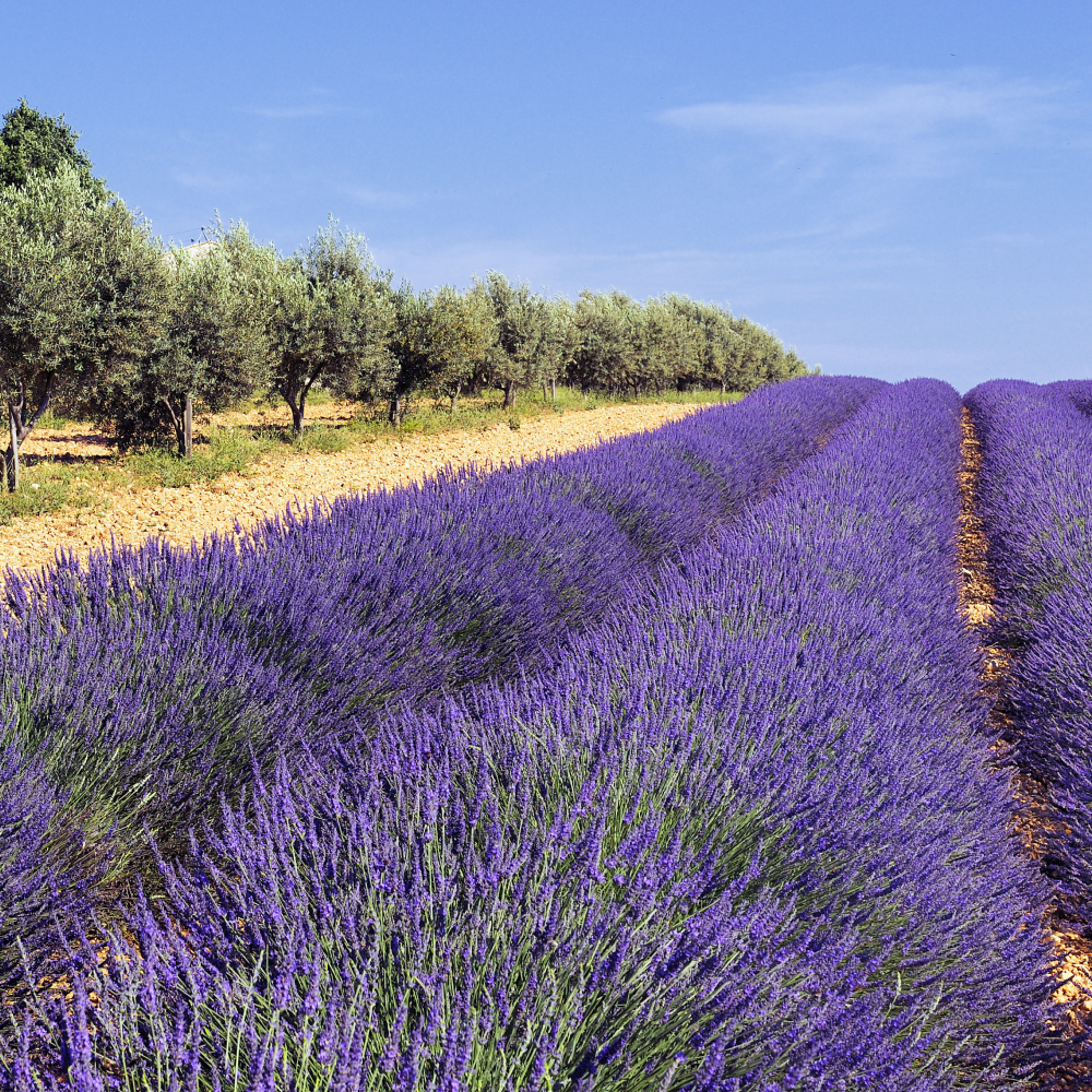 Lavender honey