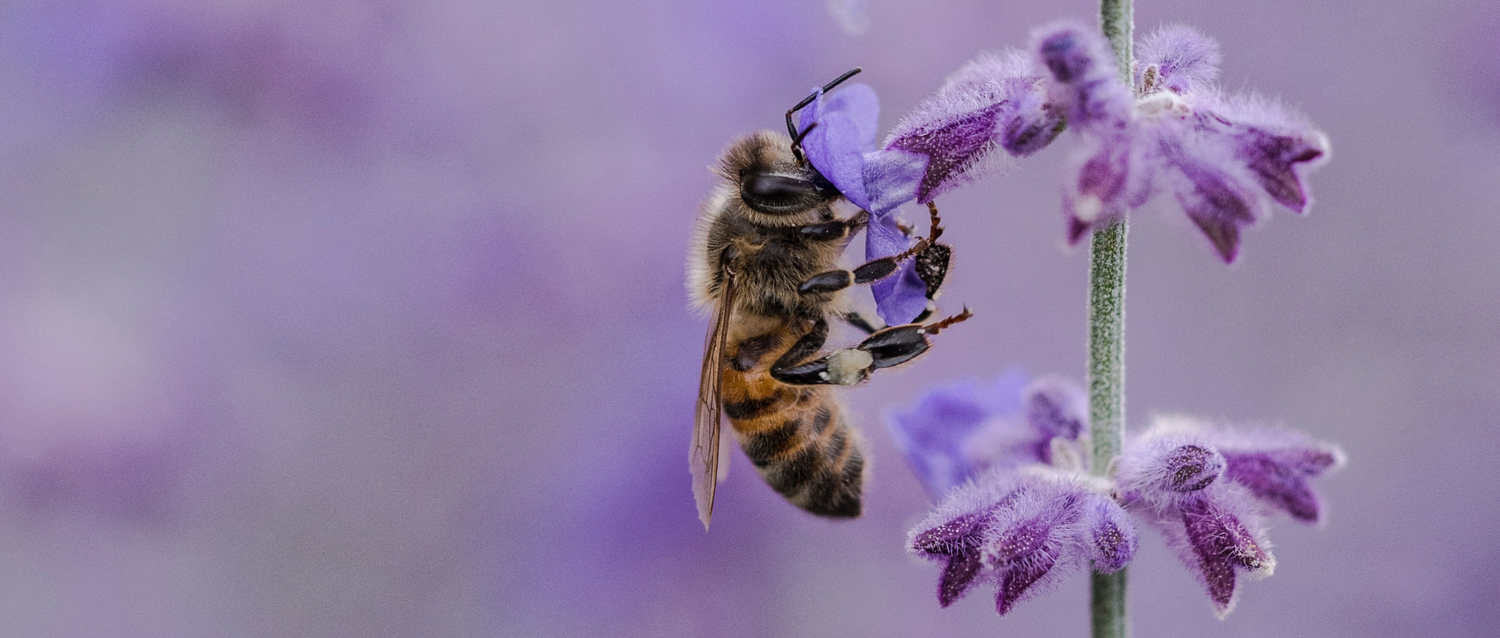 Weltbienentag – Warum wir den 20. Mai den Bienen widmen